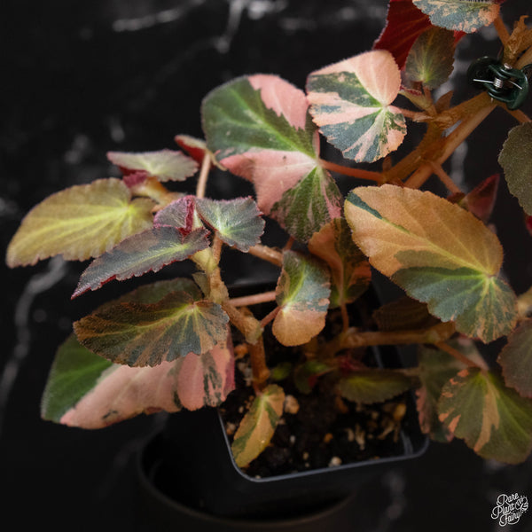 Begonia 'Withlacoochee' variegated (wk2-A)