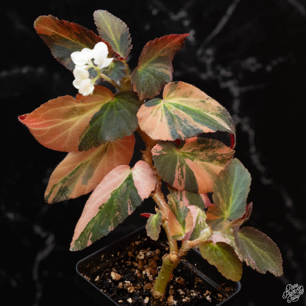 Begonia 'Withlacoochee' variegated (wk2-B)