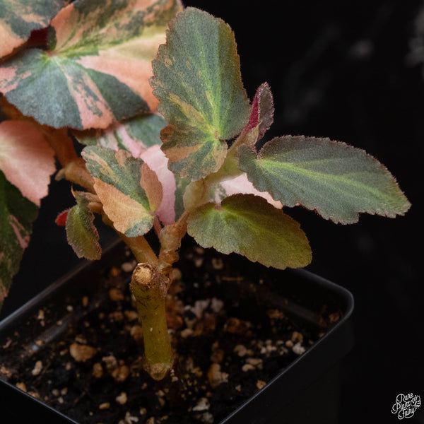 Begonia 'Withlacoochee' variegated (wk2-B)