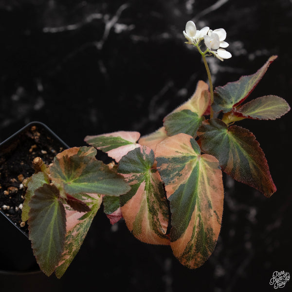 Begonia 'Withlacoochee' variegated (wk2-B)