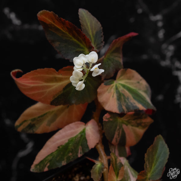 Begonia 'Withlacoochee' variegated (wk2-B)