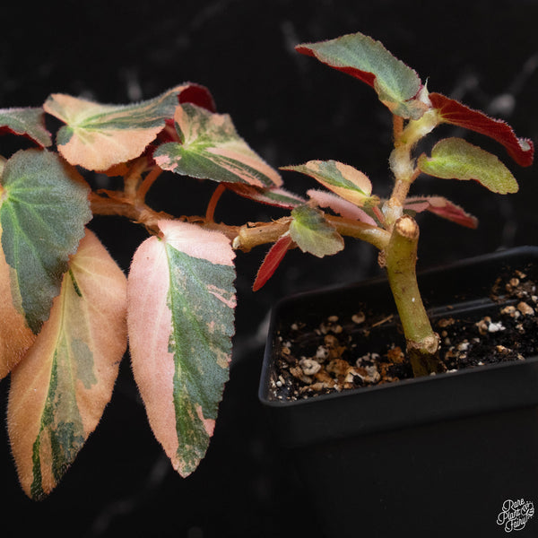 Begonia 'Withlacoochee' variegated (wk2-B)