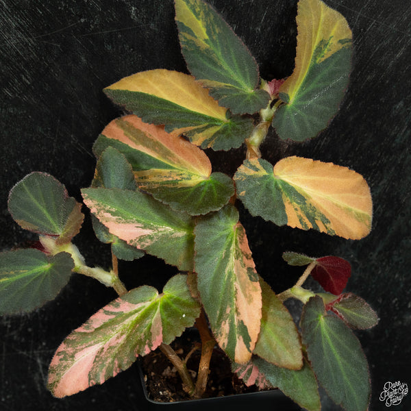 Begonia 'Withlacoochee' variegated (wk3-A)