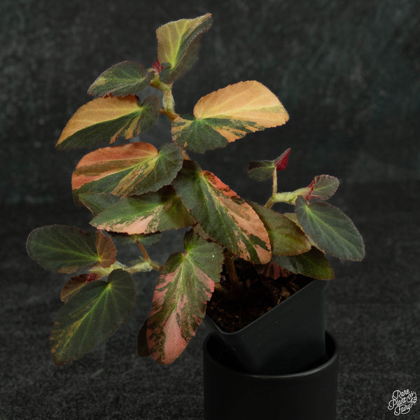 Begonia 'Withlacoochee' variegated (wk3-A)