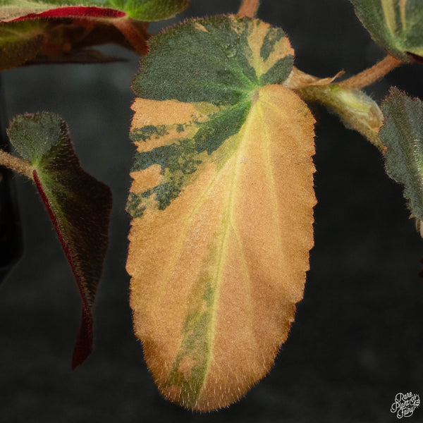 Begonia 'Withlacoochee' variegated (wk3-A)