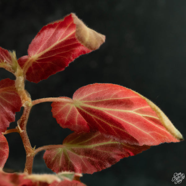 Begonia 'Withlacoochee' variegated (wk3-B)