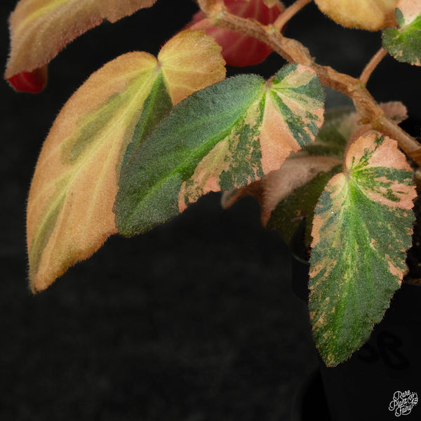 Begonia 'Withlacoochee' variegated (wk3-B)