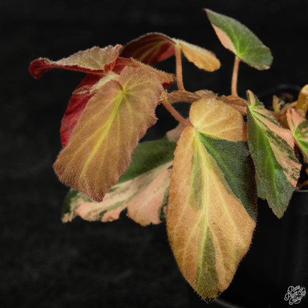 Begonia 'Withlacoochee' variegated (wk3-B)