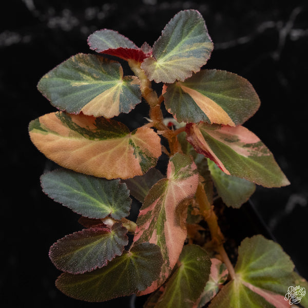 Begonia 'Withlacoochee' variegated (wk4-A)