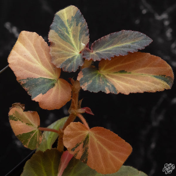 Begonia 'Withlacoochee' variegated (wk4-A)