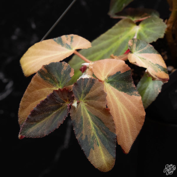 Begonia 'Withlacoochee' variegated (wk4-A)