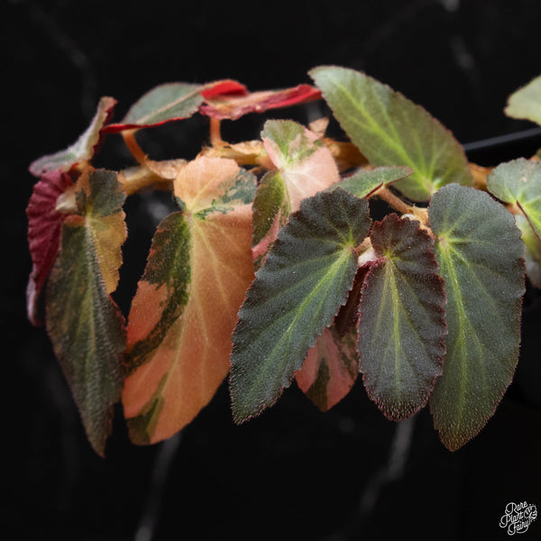 Begonia 'Withlacoochee' variegated (wk4-A)