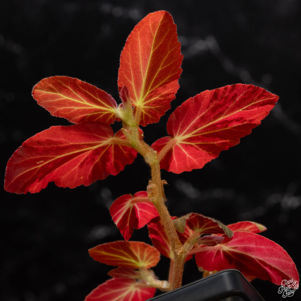 Begonia 'Withlacoochee' variegated (wk4-B)