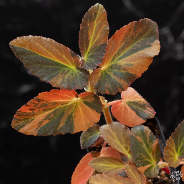 Begonia 'Withlacoochee' variegated (wk4-B)