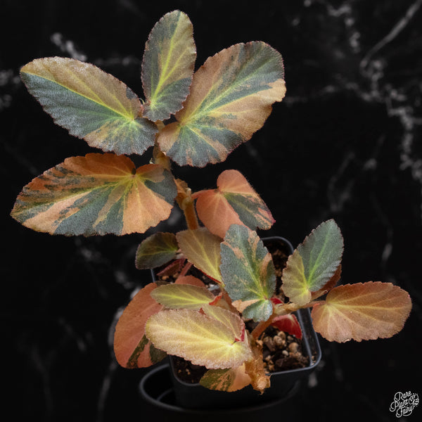 Begonia 'Withlacoochee' variegated (wk4-B)