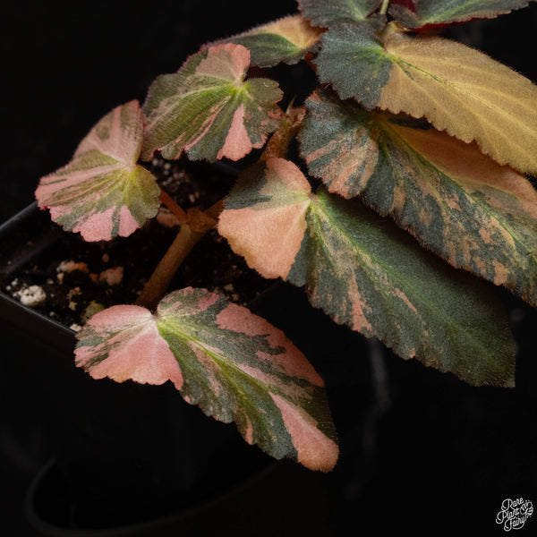 Begonia 'Withlacoochee' variegated (A48) *flowering*