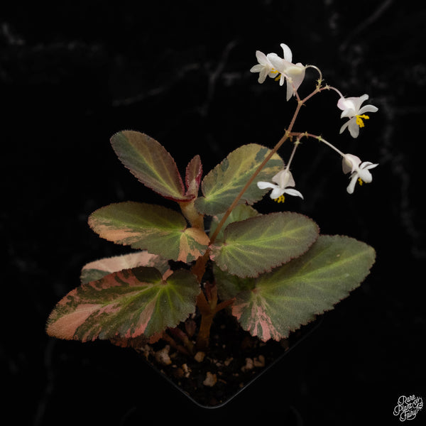 Begonia 'Withlacoochee' variegated (A49) *flowering*