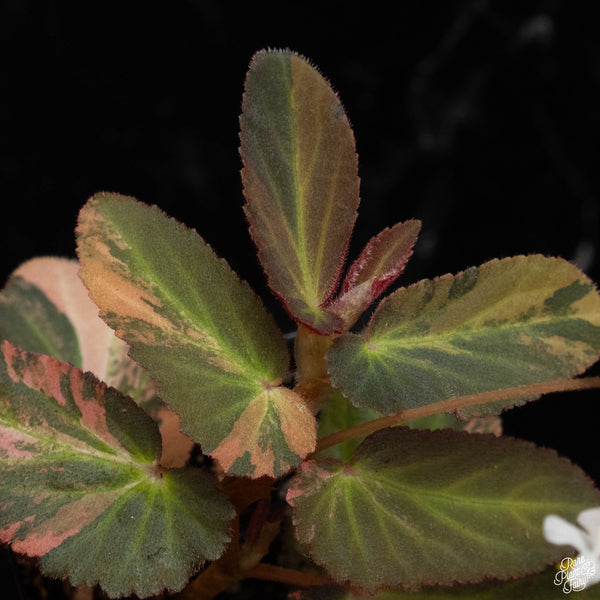 Begonia 'Withlacoochee' variegated (A49) *flowering*