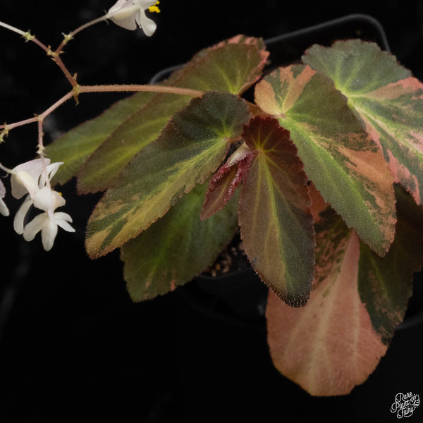 Begonia 'Withlacoochee' variegated (A49) *flowering*