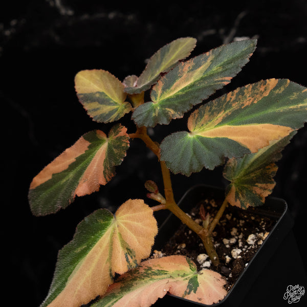 Begonia 'Withlacoochee' variegated (B48)