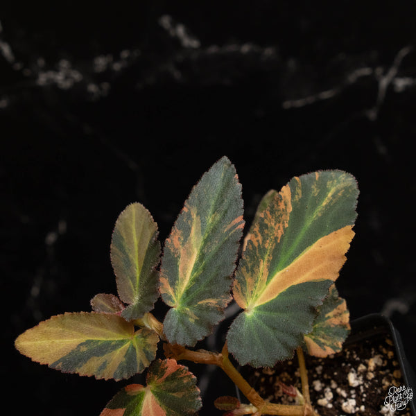 Begonia 'Withlacoochee' variegated (B48)