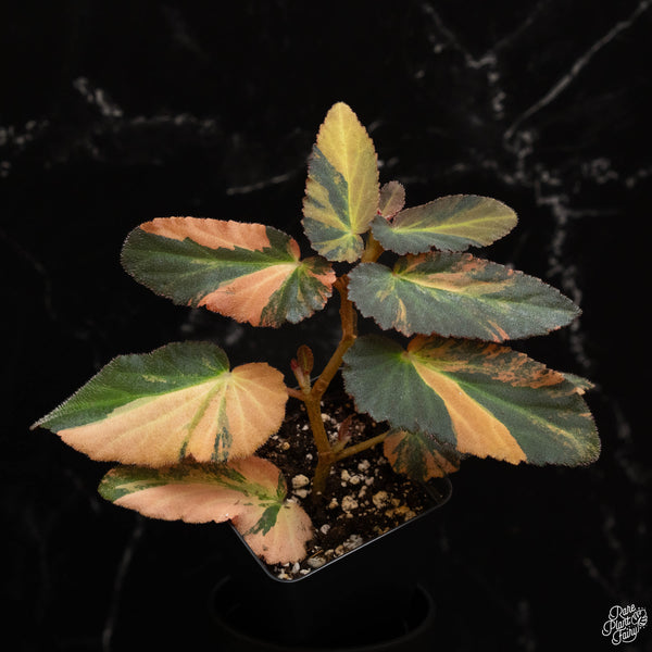 Begonia 'Withlacoochee' variegated (B48)