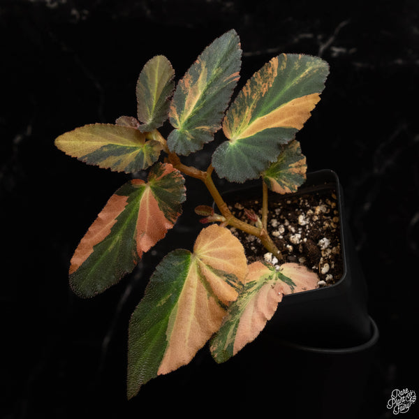 Begonia 'Withlacoochee' variegated (B48)