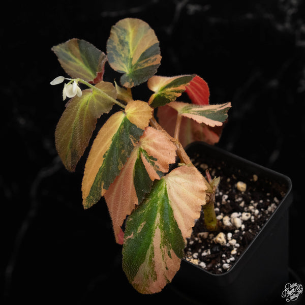 Begonia 'Withlacoochee' variegated (B49) *flowering*