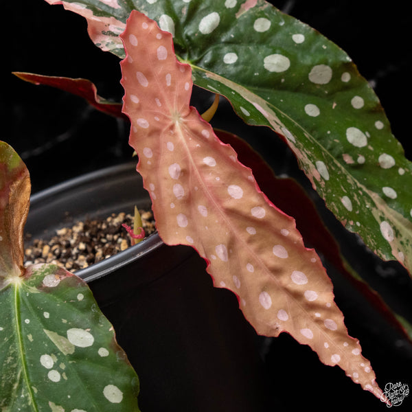 Begonia maculata pink variegated (A50)