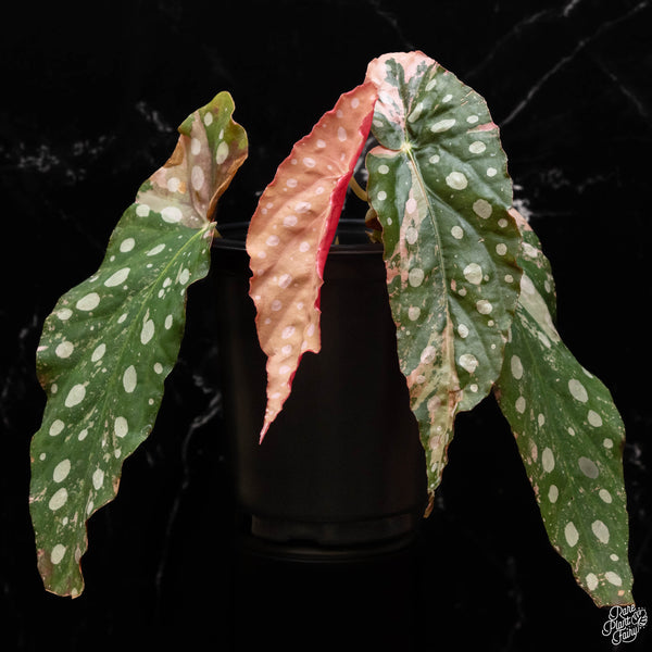 Begonia maculata pink variegated (A50)