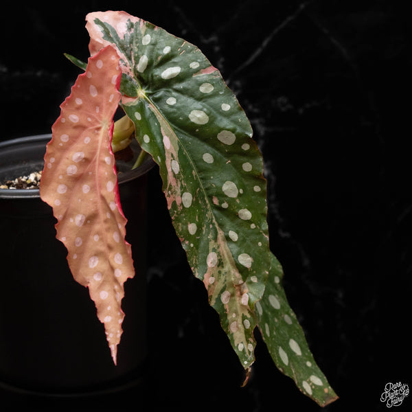 Begonia maculata pink variegated (A50)