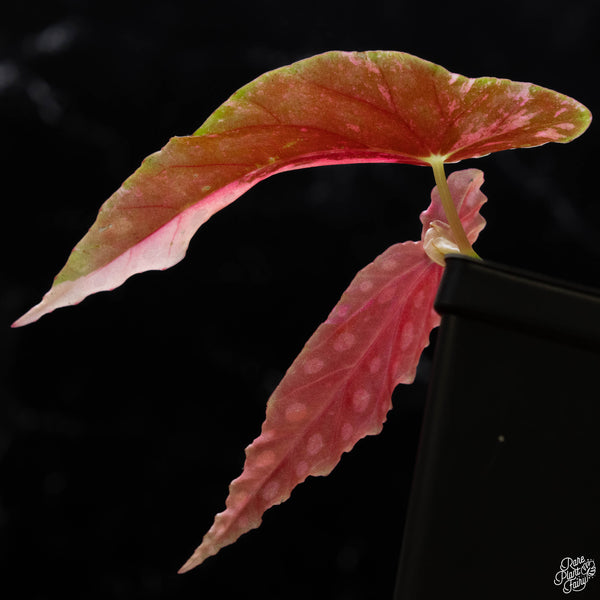 Begonia maculata pink variegated (1A)