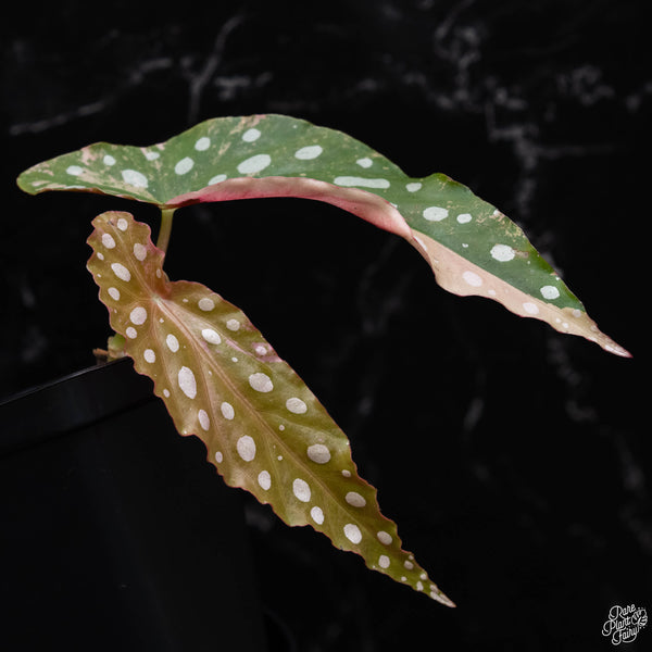 Begonia maculata pink variegated (1A)