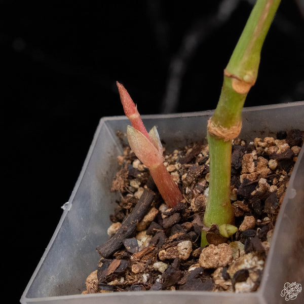 Begonia maculata pink variegated (wk2-A)