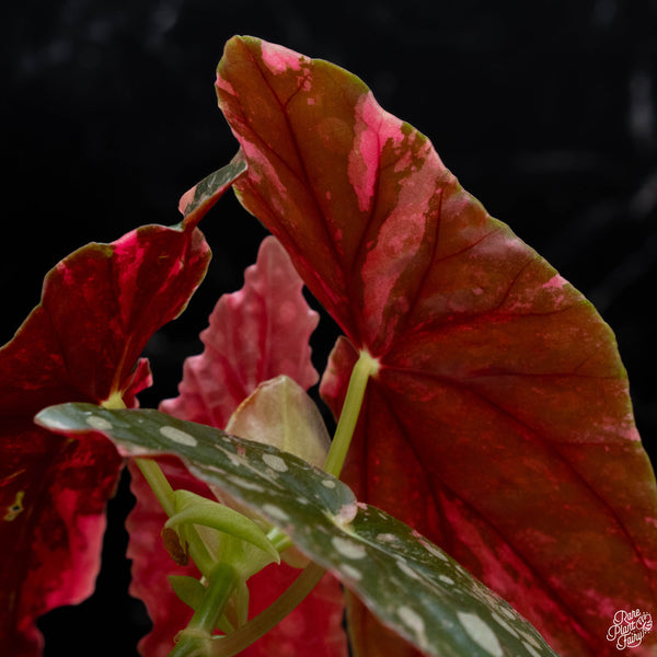 Begonia maculata pink variegated (wk2-A)