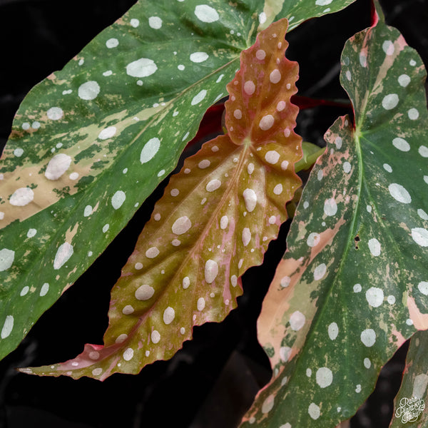 Begonia maculata pink variegated (wk2-A)