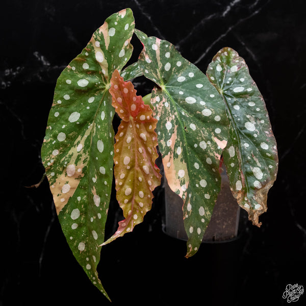 Begonia maculata pink variegated (wk2-A)