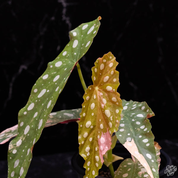 Begonia maculata variegated (A47)