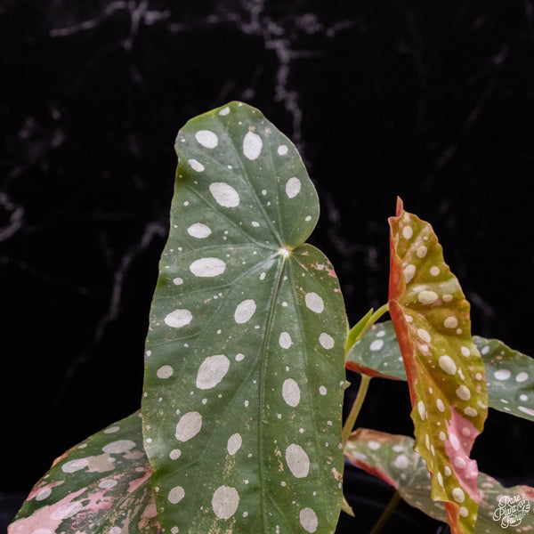 Begonia maculata variegated (A47)