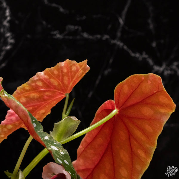 Begonia maculata variegated (A47)