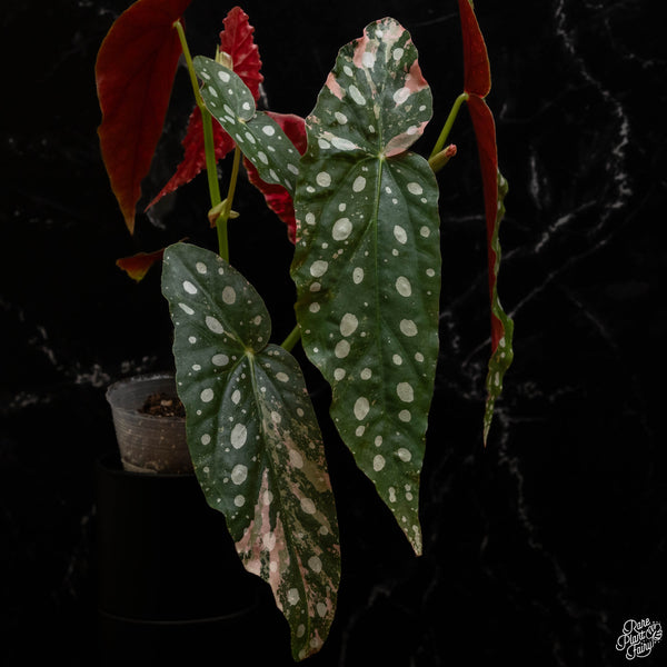 Begonia maculata variegated (A48) *flowering*