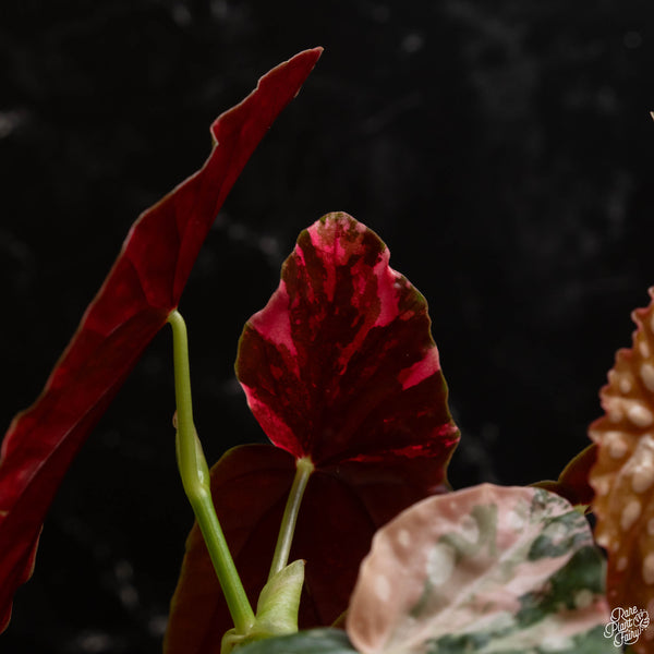 Begonia maculata variegated (A48) *flowering*