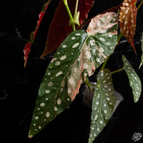 Begonia maculata variegated (A48) *flowering*