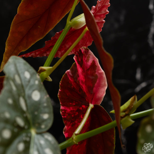 Begonia maculata variegated (A48) *flowering*