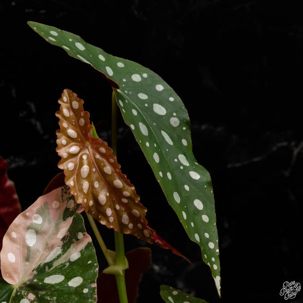 Begonia maculata variegated (A48) *flowering*