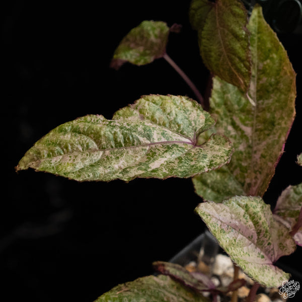 Cissus discolor pink variegated (C48)