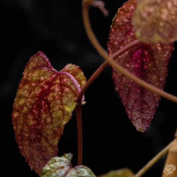 Cissus discolor variegated (B50)