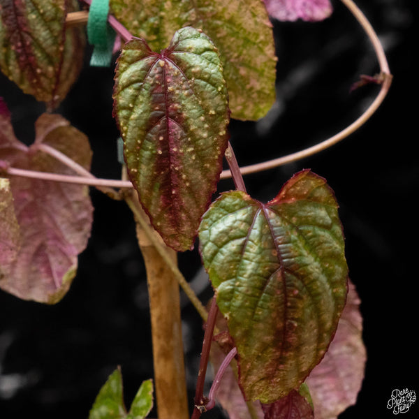 Cissus discolor variegated (B50)