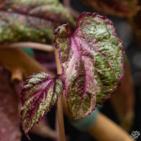 Cissus discolor variegated (B50)