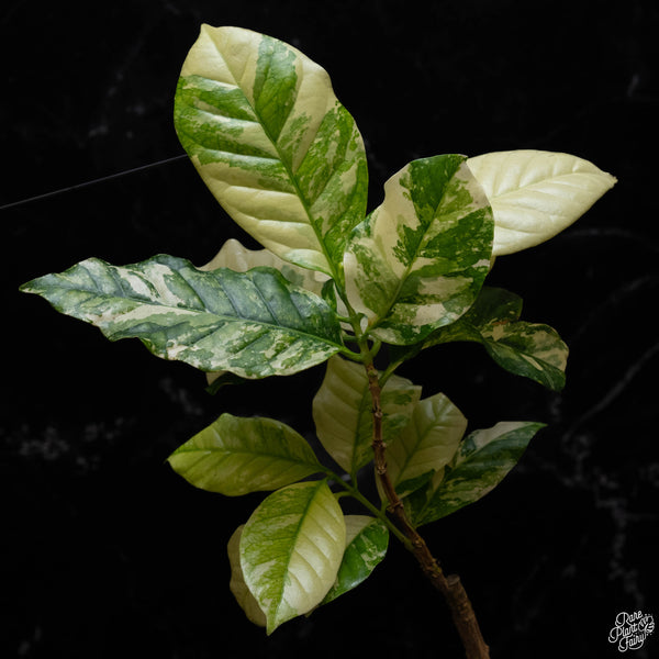 Coffea arabica variegated coffee tree (A52)